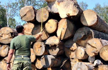 Поліція, СБУ та прокуратура "накрили" підприємство, що незаконно рубало ліс
