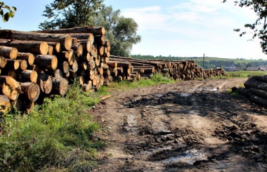Поліція, СБУ та прокуратура "накрили" підприємство, що незаконно рубало ліс