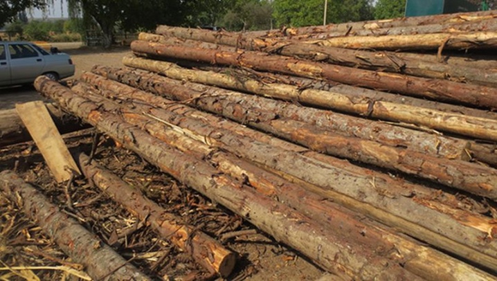 На Кіцманщині правоохоронці виявили нечіповану деревину