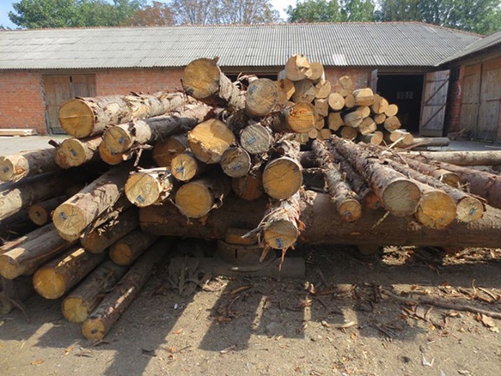 На Кіцманщині правоохоронці виявили нечіповану деревину