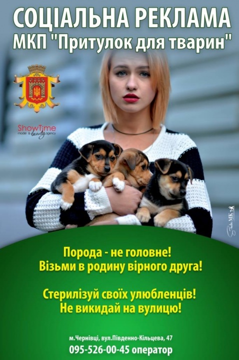 У Чернівцях зробили соціальну рекламу про безпритульних тварин