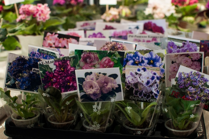 У Чернівцях триває виставка стрептокарпусів У Чернівцях триває виставка стрептокарпусів