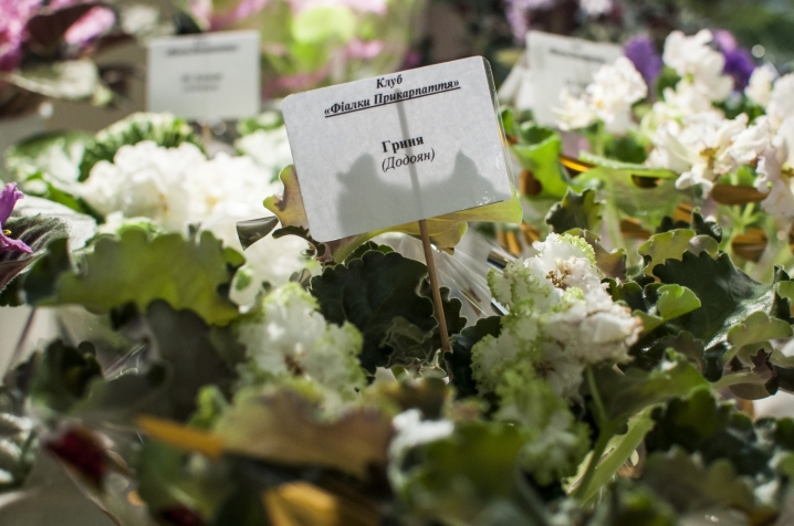 У Чернівцях триває виставка стрептокарпусів У Чернівцях триває виставка стрептокарпусів