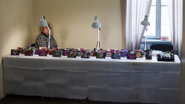 У Чернівцях триває виставка стрептокарпусів У Чернівцях триває виставка стрептокарпусів