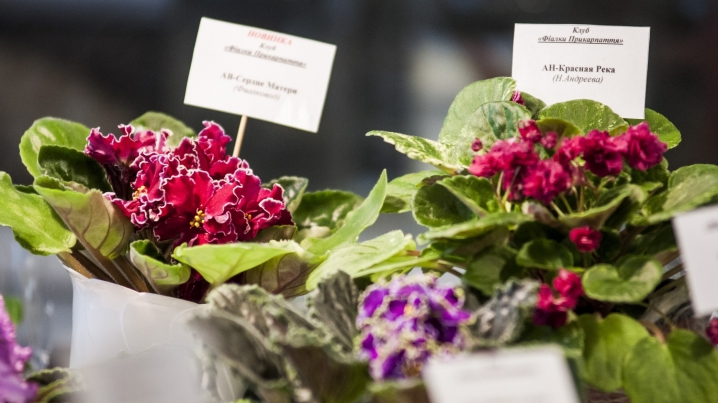 У Чернівцях триває виставка стрептокарпусів У Чернівцях триває виставка стрептокарпусів