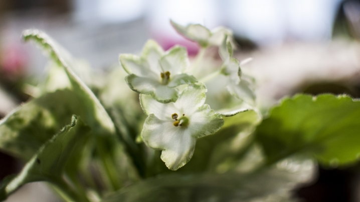 У Чернівцях триває виставка стрептокарпусів У Чернівцях триває виставка стрептокарпусів
