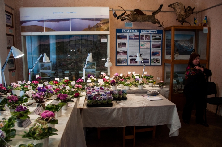 У Чернівцях триває виставка стрептокарпусів У Чернівцях триває виставка стрептокарпусів