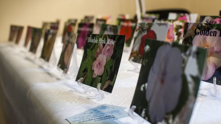 У Чернівцях триває виставка стрептокарпусів У Чернівцях триває виставка стрептокарпусів