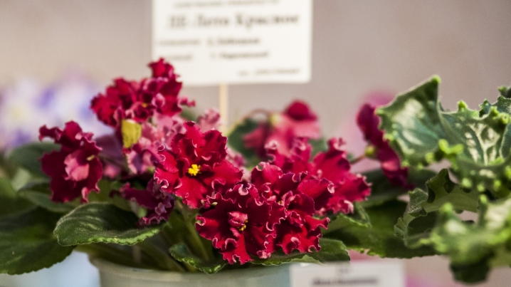 У Чернівцях триває виставка стрептокарпусів У Чернівцях триває виставка стрептокарпусів