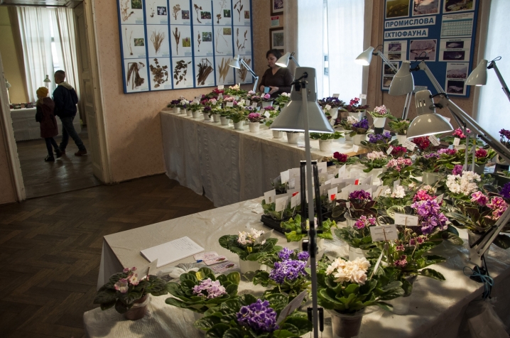 У Чернівцях триває виставка стрептокарпусів У Чернівцях триває виставка стрептокарпусів