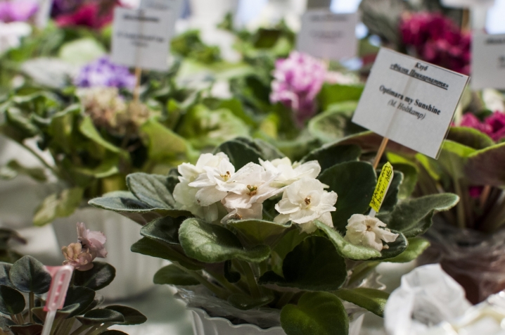 У Чернівцях триває виставка стрептокарпусів У Чернівцях триває виставка стрептокарпусів