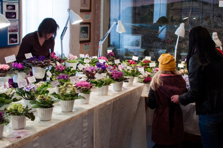 У Чернівцях триває виставка стрептокарпусів У Чернівцях триває виставка стрептокарпусів
