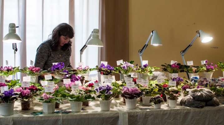 У Чернівцях триває виставка стрептокарпусів У Чернівцях триває виставка стрептокарпусів