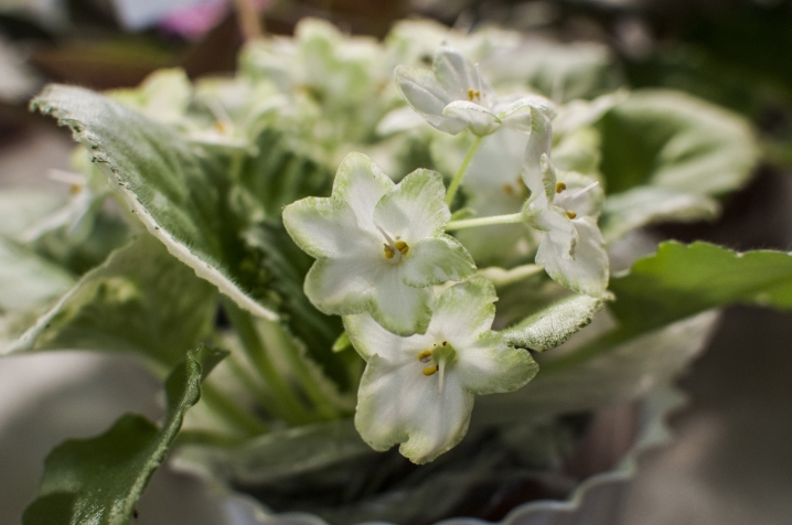 У Чернівцях триває виставка стрептокарпусів У Чернівцях триває виставка стрептокарпусів