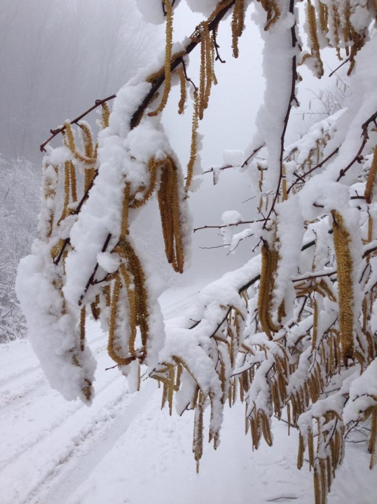 Район Цецино у Чернівцях засипало снігом