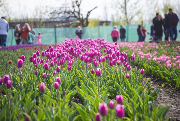 Подивитися на тюльпанове поле у Лужанах їдуть звідусіль цілими сім'ями та компаніями
