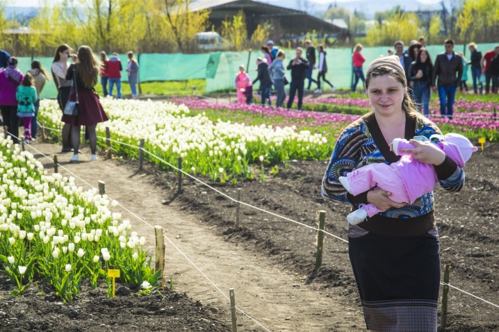 Подивитися на тюльпанове поле у Лужанах їдуть звідусіль цілими сім'ями та компаніями
