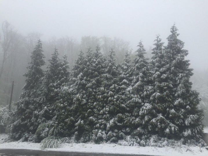 Передмістя та околиці Чернівців засипало снігом