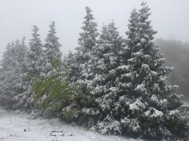 Передмістя та околиці Чернівців засипало снігом