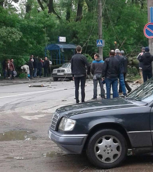 На вулиці Московської Олімпіади дерево впало на автомобіль