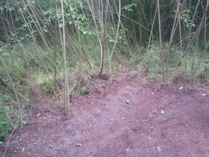 На Буковині на кордоні знайшли насадження коноплі