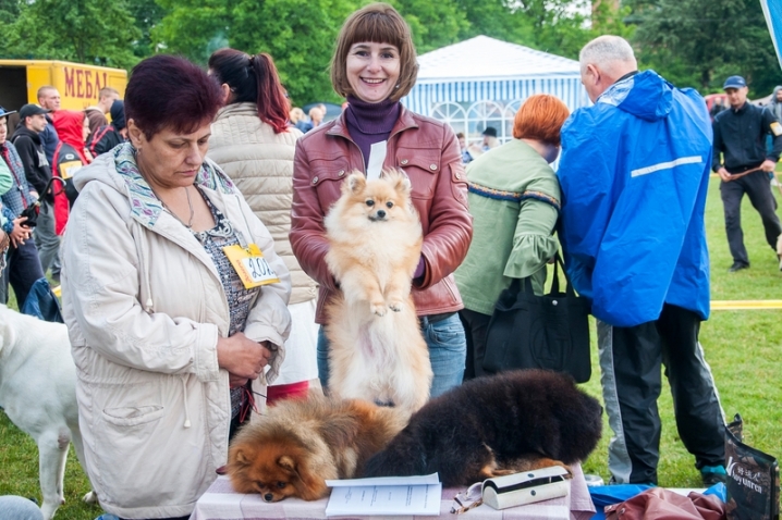 На стадіоні «Мальва» відбулася виставка собак