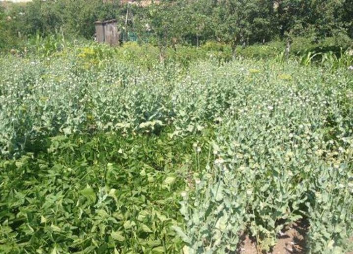У Кельменцях поліцейські виявили понад тисячу рослин снодійного маку
