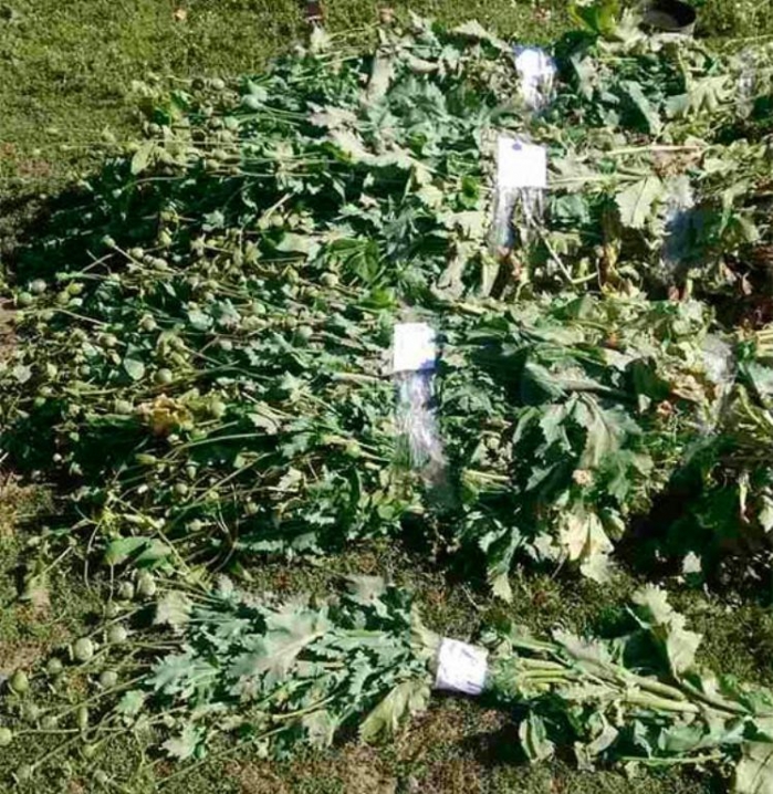 На Буковині поліціянти виявили незаконні посіви маку