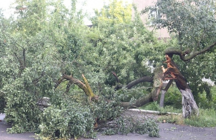 Новоселиччина постраждала від буревію – повалені дерева пошкодили дахи та знеструмили села