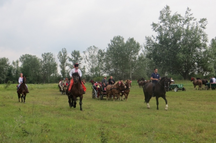 На Кіцманщині триває фестиваль коней