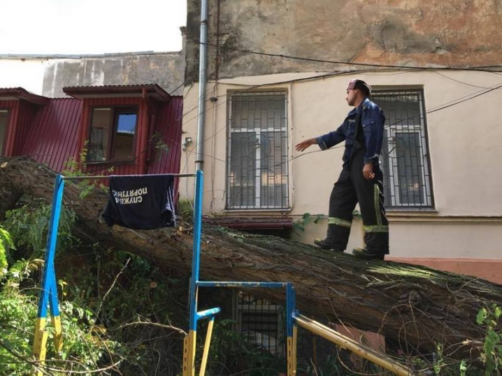 У центрі Чернівців старе дерево впало на будівлю