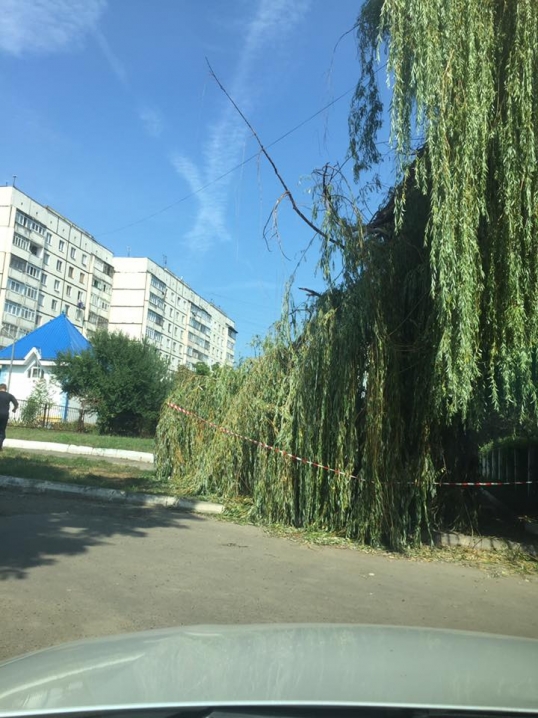 У Чернівцях комунальники п’ятий день не можуть прибрати дерево, яке впало на тротуар