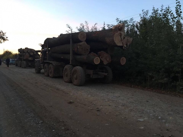 На Буковині СБУ затримала лісовози з деревиною без документів