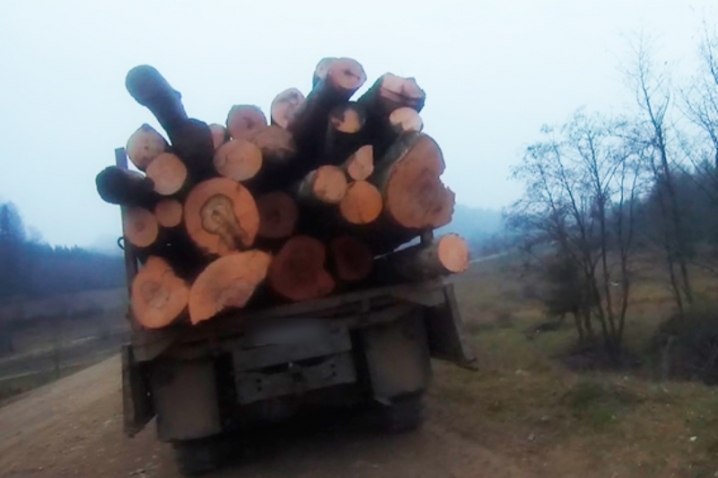 На Сторожинеччині зловмисники вивозили ліс за підробленими документами