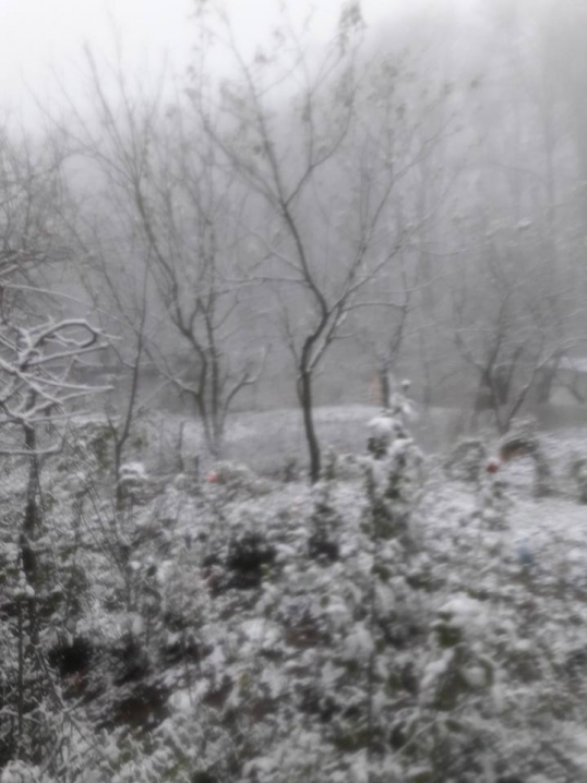 На Цецино у Чернівцях лежить сніг