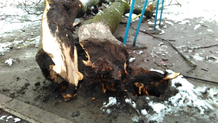 У Чернівцях на спортивний майданчик школи впало дерево