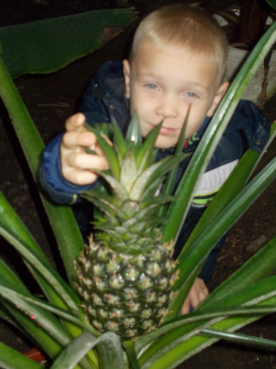 Буковинець вирощує у теплицях ананаси і кокоси