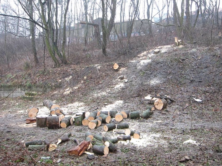 На алеї Гьобеля у Чернівцях невідомі вирубують дерева
