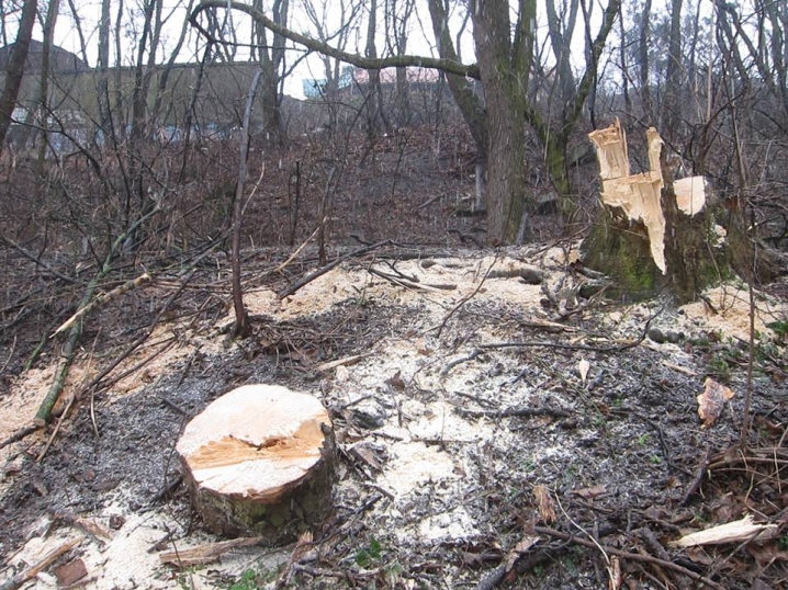 На алеї Гьобеля у Чернівцях невідомі вирубують дерева