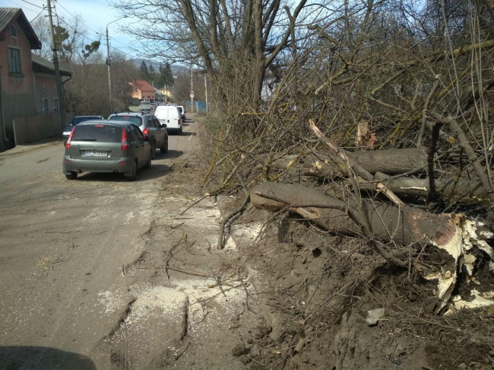 Рятувальники прибрали дерево, яке перекрило проїжджу частину на вулиці Кошового