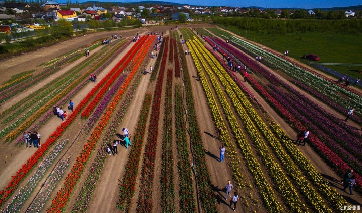 На фестиваль тюльпанів у Мамаївці приїхали тисячі туристів