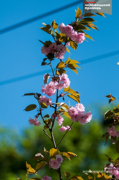 У Чернівцях цвітуть сакури