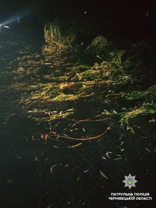 Через нічну негоду на трасу біля Мамаївців впало дерево