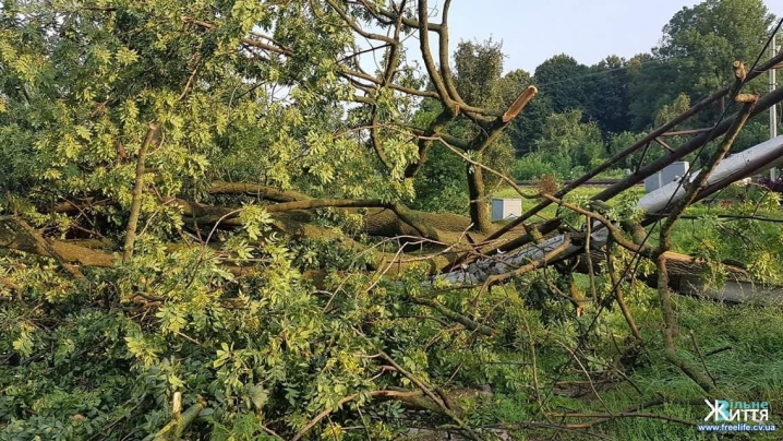 На Кіцманщині вітер пошкодив дахи та повалив дерева