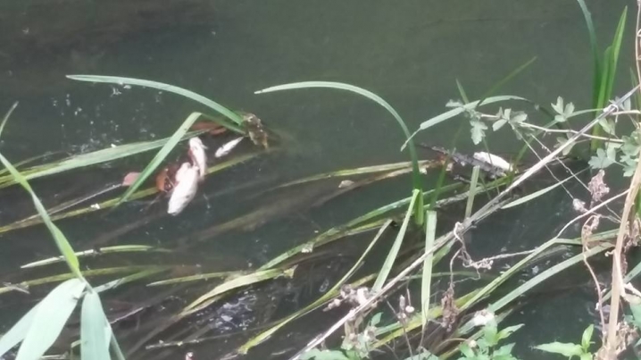 Через забруднення річки у Мамаївцях масово загинула риба