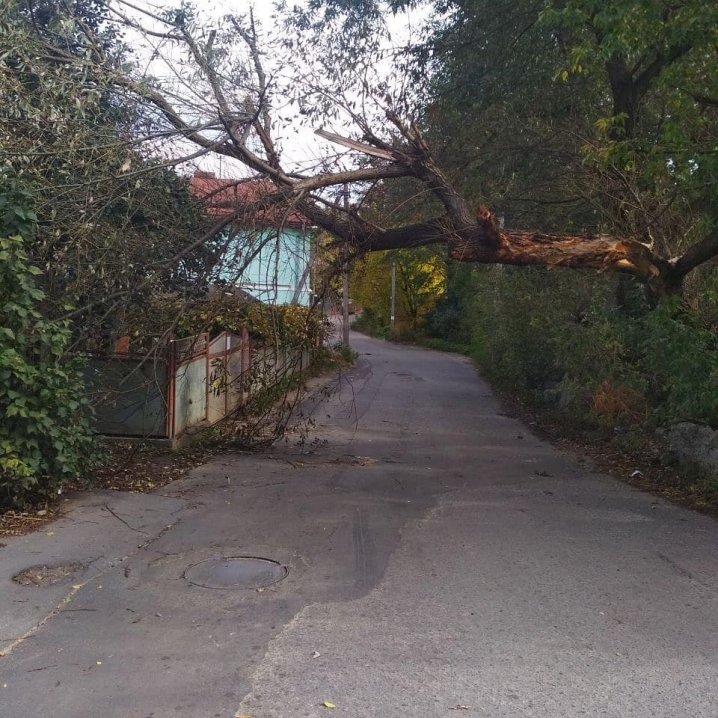 У Чернівцях тимчасово перекрили вулицю Тисменецьку через загрозу падіння дерева