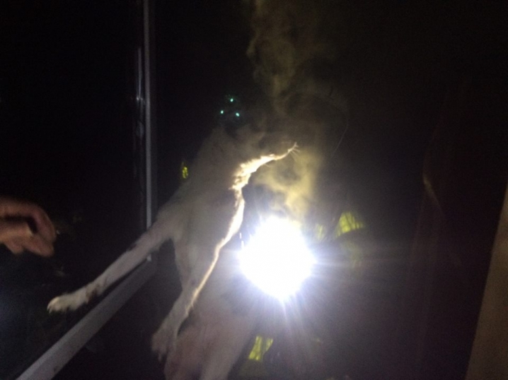 У Чернівцях рятувальники винесли двох собак з охопленого вогнем будинку