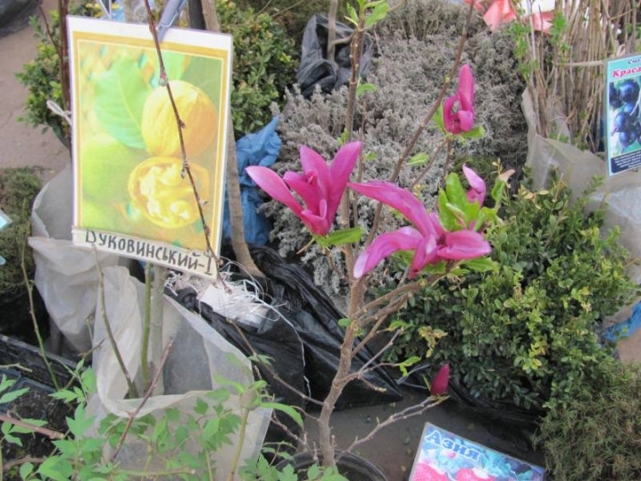 У Чернівцях організують сезонний ярмарок із продажу саджанців У Чернівцях організують сезонний ярмарок із продажу саджанців