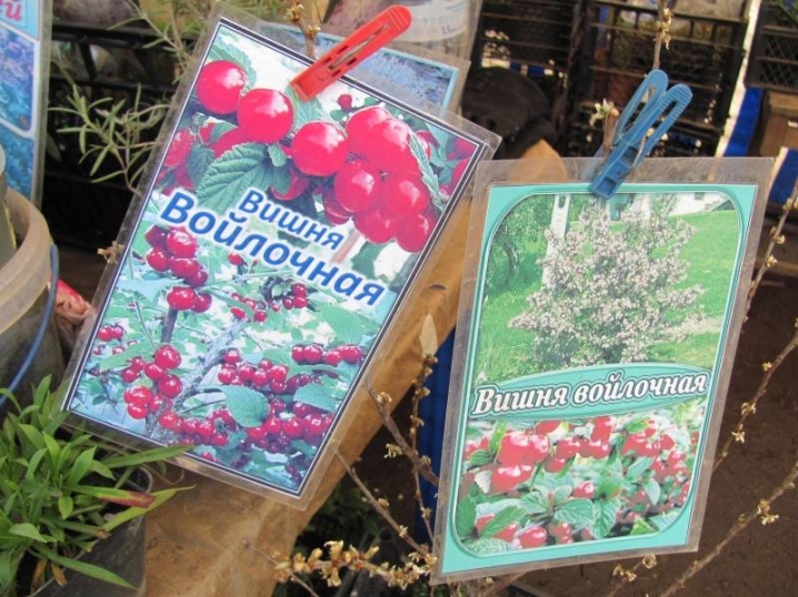 У Чернівцях організують сезонний ярмарок із продажу саджанців У Чернівцях організують сезонний ярмарок із продажу саджанців