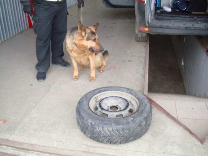У пункті пропуску «Мамалига» службовий собака знайшов цигарки в акустичній системі авто